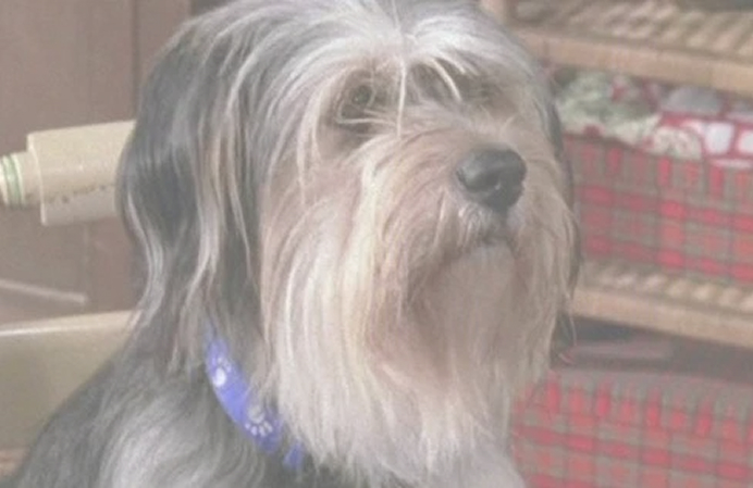 Cute dog close in frame